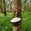 rubber.farmer