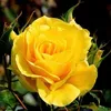 thaothao5592