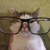 vibewtobayas
