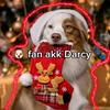 fan.akk.darcy