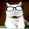 catturd_0