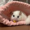 belfort.dormouse