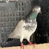 Gardi