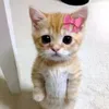 girl.el.gato