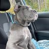 cane.corso.academ