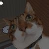 theroyalkittytiktok0