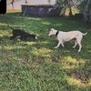 athenathedogo0