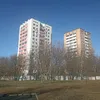 pomidor_51