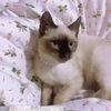 gemz3504