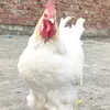 saeedqasim91