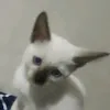 mikomikaz