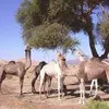 ahmedsahra71
