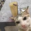 Mèo Vũ Trụ 🐱🐱🐱