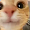 amajla79