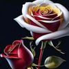 ahmad.null0