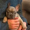 willowthefrenchie