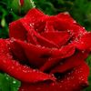 user85301799945144