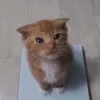 bedvrr