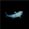 renaluvssharkz