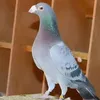 mjyur6