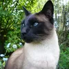 franslow7