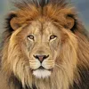 shahid.hameed611