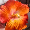 viole5277