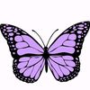 neshz06