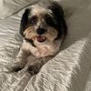 yoshibear17