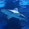 mr.sharkeee