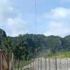 wongjawatimur50
