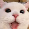 gatinhosdav