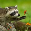 Happy Animals