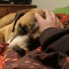 animal.lover66867