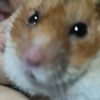 hamsterioso.miste