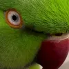 mycutebird911
