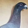 kambui19
