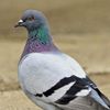 _pigeonsss