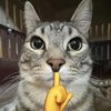 sampi_91