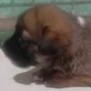 puppy.iscute