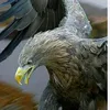 saadabusaif8