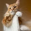 oscarthemainecoon6
