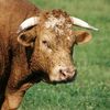 random.bull69