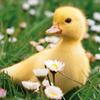 duckling1089