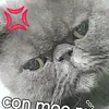 con.z.ca.quang.hn