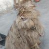 aamir.hussain3072