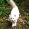 meow_miau55