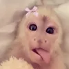 nova_diva12293