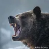 the_bear_6