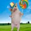 funnybunnihat